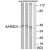 Western blot analysis of extracts from A549/293/HepG2 cells, using AARSD1 Antibody. The lane on the right is treated with the synthesized peptide.