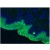 Figure 1. Immunohistochemistry on frozen section of swine skin: positive staining of the keratinizing layer.