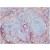 Immunohistochemistry on Mouse Spleen Frozen Sections using Fibroblast Antibody Cat.-No BM4018 clone ER-TR7.
