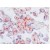 BM4041B CD163 antibody staining of Frozen Human Placenta Section (Clone 5C6-FAT)