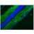 Immunofluorescence staining of a 9 days old Zebrafish embryos. Frozen sectionfixed in Acteone/Methanol: 1/1. BM4501 diluted at 1/100, incubated for 45 minutes at RT.