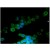 Immunofluorescence staining of a 9 days old Zebrafish embryo