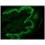 Immunohistochemistry on Frozen Section of Swine skin showing basal cell staining.