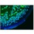 Immunohistochemistry on frozen tissue section of human colon showing nuclear lamina staining in epithelial and connective tissue cells