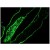 Immunofluorescence staining of a 7 days old Zebrafish embryo, showing positive reactivity in epithelia lining the intestine and internal organs.