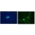 Immunohistochemistry on frozen sections of human liver (Left) and swine liver (Right), only bile duct epithelium positive; no reaction in hepatocytes. 