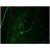 Immunofluorescence staining of a 7 days old Zebrafish embryo.