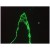 Immunofluorescence staining of 1 month old zebrafish embryo