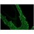 Immunohistochemistry on Frozen Section of Human skin.