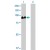Western Blot analysis of ACO1 expression in transfected 293T cell line (H00000048-T01) by ACO1 MaxPab polyclonal antibody.
Lane 1: ACO1 transfected lysate(98.40 KDa).
Lane 2: Non-transfected lysate.