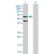 Western Blot analysis of ACTB expression in transfected 293T cell line (H00000060-T02) by ACTB MaxPab polyclonal antibody.
Lane 1: ACTB transfected lysate(41.70 KDa).
Lane 2: Non-transfected lysate.