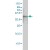 ACTB monoclonal antibody (M01), clone 3G4-F9 Western Blot analysis of ACTB expression in HeLa ( Cat # L013V1 ).