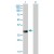 Western Blot analysis of APOA1 expression in transfected 293T cell line (H00000335-T01) by APOA1 MaxPab polyclonal antibody.
Lane 1: APOA1 transfected lysate(29.37 KDa).
Lane 2: Non-transfected lysate.