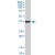 ATP1B3 MaxPab polyclonal antibody. Western Blot analysis of ATP1B3 expression in A-431.