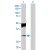 Western Blot analysis of ATP4B expression in transfected 293T cell line (H00000496-T03) by ATP4B MaxPab polyclonal antibody.
Lane 1: ATP4B transfected lysate(32.12 KDa).
Lane 2: Non-transfected lysate.