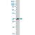 BAK1 MaxPab rabbit polyclonal antibody. Western Blot analysis of BAK1 expression in A-431.