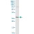 BCL2L1 MaxPab rabbit polyclonal antibody. Western Blot analysis of BCL2L1 expression in A-431.