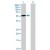 Western Blot analysis of BLK expression in transfected 293T cell line (H00000640-T01) by BLK MaxPab polyclonal antibody.
Lane 1: BLK transfected lysate(55.55 KDa).
Lane 2: Non-transfected lysate.