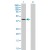 Western Blot analysis of HSD3B1 expression in transfected 293T cell line (H00003283-T01) by HSD3B1 MaxPab polyclonal antibody.
Lane 1: HSD3B1 transfected lysate(41.03 KDa).
Lane 2: Non-transfected lysate.