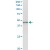 Immunoprecipitation of HSD3B1 transfected lysate using anti-HSD3B1 MaxPab rabbit polyclonal antibody and Protein A Magnetic Bead (U0007), and immunoblotted with HSD3B1 MaxPab mouse polyclonal antibody (B01) (H00003283-B01).