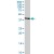 HSD11B2 MaxPab rabbit polyclonal antibody. Western Blot analysis of HSD11B2 expression in human placenta.