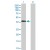 Western Blot analysis of HSD11B2 expression in transfected 293T cell line (H00003291-T02) by HSD11B2 MaxPab polyclonal antibody.
Lane 1: HSD11B2 transfected lysate(44.10 KDa).
Lane 2: Non-transfected lysate.
