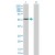 Western Blot analysis of KRT4 expression in transfected 293T cell line (H00003851-T01) by KRT4 MaxPab polyclonal antibody.

Lane 1: KRT4 transfected lysate(57.30 KDa).
Lane 2: Non-transfected lysate.
