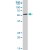 KRT5 MaxPab rabbit polyclonal antibody. Western Blot analysis of KRT5 expression in HepG2.
