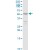 KRT7 MaxPab rabbit polyclonal antibody. Western Blot analysis of KRT7 expression in HeLa.
