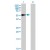 Western Blot analysis of MMP1 expression in transfected 293T cell line (H00004312-T01) by MMP1 MaxPab polyclonal antibody.

Lane 1: MMP1 transfected lysate(54.00 KDa).
Lane 2: Non-transfected lysate.
