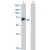 Western Blot analysis of MMP2 expression in transfected 293T cell line (H00004313-T01) by MMP2 MaxPab polyclonal antibody.

Lane 1: MMP2 transfected lysate(73.90 KDa).
Lane 2: Non-transfected lysate.
