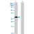 Western Blot analysis of MMP7 expression in transfected 293T cell line (H00004316-T01) by MMP7 MaxPab polyclonal antibody.
Lane 1: MMP7 transfected lysate(29.70 KDa).
Lane 2: Non-transfected lysate.
