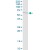 MMP10 MaxPab polyclonal antibody. Western Blot analysis of MMP10 expression in A-431.
