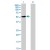 Western Blot analysis of MMP10 expression in transfected 293T cell line (H00004319-T01) by MMP10 MaxPab polyclonal antibody.
Lane 1: MMP10 transfected lysate(54.20 KDa).
Lane 2: Non-transfected lysate.