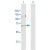 Western Blot analysis of MMP14 expression in transfected 293T cell line (H00004323-T02) by MMP14 MaxPab polyclonal antibody.

Lane 1: MMP14 transfected lysate(65.90 KDa).
Lane 2: Non-transfected lysate.
