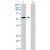 Western Blot analysis of P2RX5 expression in transfected 293T cell line (H00005026-T01) by P2RX5 MaxPab polyclonal antibody.

Lane 1: P2RX5 transfected lysate(47.20 KDa).
Lane 2: Non-transfected lysate.

