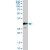 PDGFB MaxPab polyclonal antibody. Western Blot analysis of PDGFB expression in human placenta.