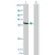 Western Blot analysis of AKR1D1 expression in transfected 293T cell line by AKR1D1 monoclonal antibody (M03), clone 1C2.
Lane 1: AKR1D1 transfected lysate(37.4 KDa).
Lane 2: Non-transfected lysate.