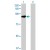 Western Blot analysis of STAT1 expression in transfected 293T cell line (H00006772-T01) by STAT1 MaxPab polyclonal antibody.

Lane 1: STAT1 transfected lysate(78.32 KDa).
Lane 2: Non-transfected lysate.
