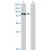 Western Blot analysis of STAT4 expression in transfected 293T cell line (H00006775-T01) by STAT4 MaxPab polyclonal antibody.

Lane 1: STAT4 transfected lysate(85.90 KDa).
Lane 2: Non-transfected lysate.
