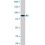 STAT5A MaxPab polyclonal antibody. Western Blot analysis of STAT5A expression in MCF-7.