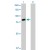 Western Blot analysis of STAT5A expression in transfected 293T cell line (H00006776-T02) by STAT5A MaxPab polyclonal antibody.

Lane 1: STAT5A transfected lysate(90.60 KDa).
Lane 2: Non-transfected lysate.
