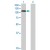 Western Blot analysis of STAT6 expression in transfected 293T cell line (H00006778-T01) by STAT6 MaxPab polyclonal antibody.

Lane 1: STAT6 transfected lysate(93.17 KDa).
Lane 2: Non-transfected lysate.
