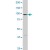 STAT6 MaxPab rabbit polyclonal antibody. Western Blot analysis of STAT6 expression in HeLa.