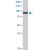 VCP monoclonal antibody (M18), clone 2B2. Western Blot analysis of VCP expression in A-431(Cat # L015V1 ).