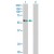 Western Blot analysis of GPR56 expression in transfected 293T cell line (H00009289-T02) by GPR56 MaxPab polyclonal antibody.

Lane 1: GPR56 transfected lysate(77.70 KDa).
Lane 2: Non-transfected lysate.

