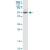 BAG5 MaxPab polyclonal antibody. Western Blot analysis of BAG5 expression in HeLa.