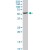 BAG5 monoclonal antibody (M02), clone 1E3. Western Blot analysis of BAG5 expression in HepG2(Cat # L019V1 ).