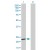 Western Blot analysis of BAG2 expression in transfected 293T cell line (H00009532-T01) by BAG2 MaxPab polyclonal antibody.

Lane 1: BAG2 transfected lysate(23.21 KDa).
Lane 2: Non-transfected lysate.
