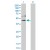 Western Blot analysis of AKT3 expression in transfected 293T cell line (H00010000-T02) by AKT3 MaxPab polyclonal antibody.

Lane 1: AKT3 transfected lysate(55.80 KDa).
Lane 2: Non-transfected lysate.
